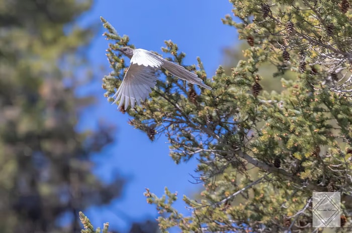 Une pie vole devant un arbre. Ses plumes sont presque toutes blanches.