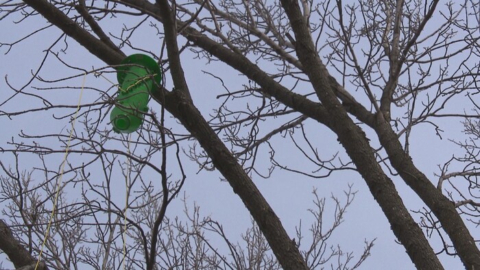 Piège dans les branches d'un arbre