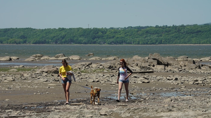 Deux jeunes femmes marchent avec un chien près du fleuve Saint-Laurent dans le secteur du l'ancien Quai Baker.