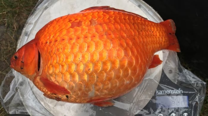 Une photo montrant un poisson rouge posé sur un sac plastique.