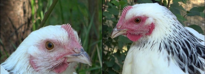 Les poules expriment bien un rougissement, qui varie en fonction de leur état émotionnel. 