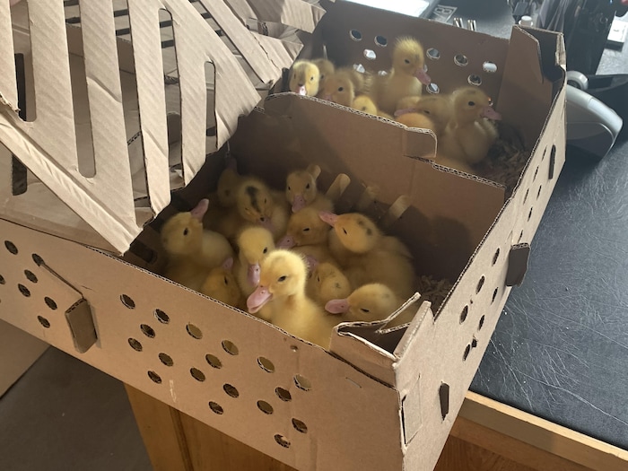 Une vingtaine de poussins jaunes dans une boîte en carton.