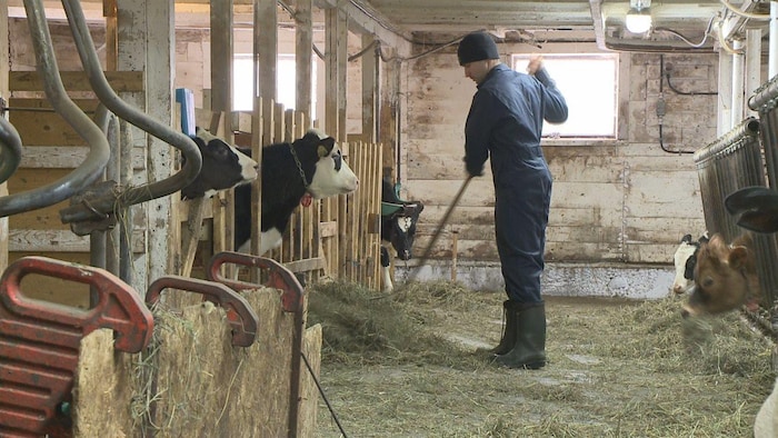 Un producteur laitier prend soin de ses vaches.