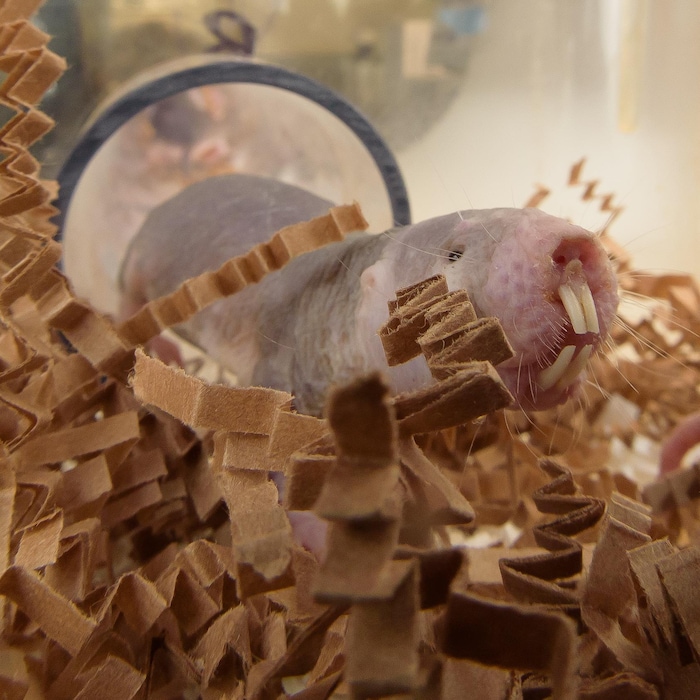 Le rat-taupe nu, nouvelle vedette de la recherche biomédicale