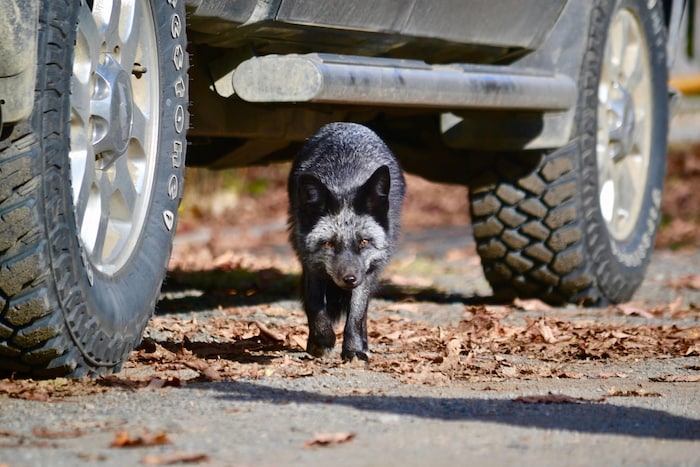 Un renard rare est aperçu dans le nord du Nouveau-Brunswick