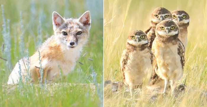 Un photomontage montrant un renard véloce à gauche et quatre chouettes des terriers à droite.