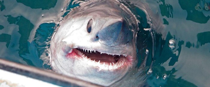 Le Canada veut protéger le requin-taupe commun