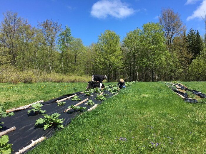 Située dans une pente abrupte, une bleuetière sauvée des pluies Radio