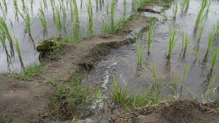On voit des plants de riz qui poussent dans des parcelles remplies d'eau.
