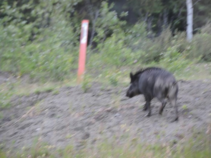 Des sangliers présents pour la première fois dans un parc national canadien