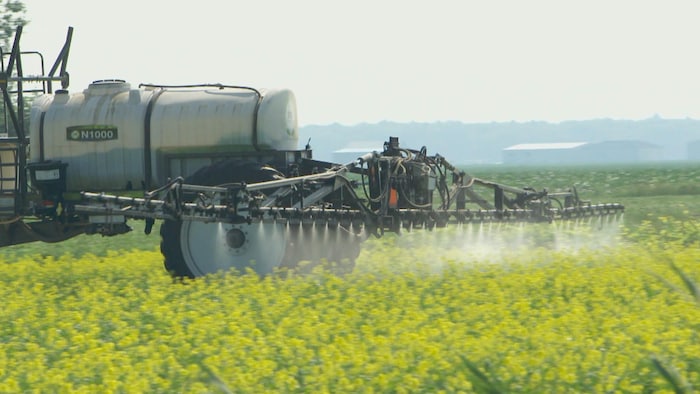 Pulvérisation d'herbicide dans un champs de plantes de couverture, au Québec.