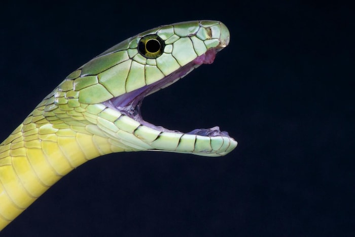 Un serpent mamba vert de Jameson