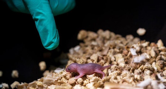 Un bébé souris né de deux pères biologiques.