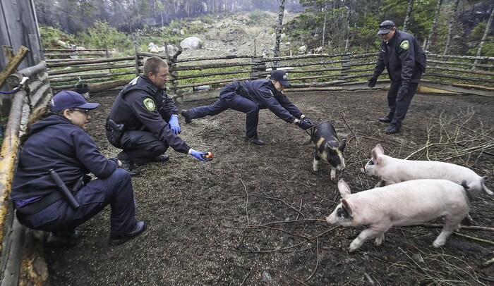 Quatre personnes en uniforme dans un enclos autour de quelques cochons. Une agente essaie de toucher un porc. Un agent est agenouillé avec une pomme pour tenter de la séduire.