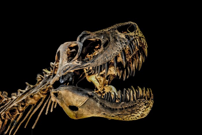 Le squelette reconstitué d'un T.rex.