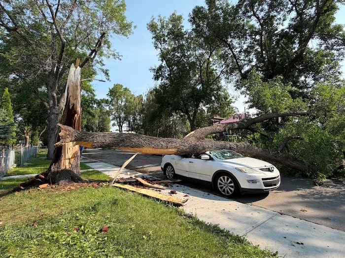 Un arbre tombé sur une voiture.