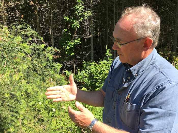 Le forestier de Ressources naturelles Canada, Bernard Daigle, travaille en collaboration avec les scientifiques et l'industrie pour suivre la progression de la tordeuse des bourgeons de l'épinette au Nouveau-Brunswick. 
