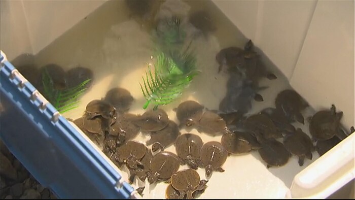 Les tortues-molles à épines sont nées pendant la fin de semaine dans un incubateur au Zoo de Granby.