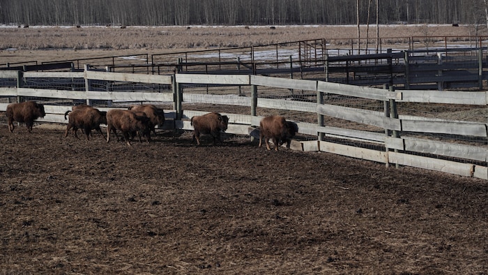 Un groupe de bisons dans de la terre.