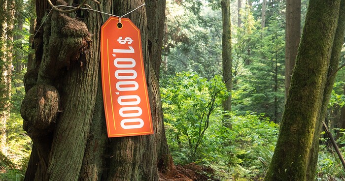 Une étiquette de prix géantes de 1 million de dollars est attachée à un arbre.