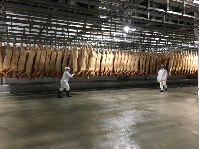 Des employés de l'usine d'Olymel à Saint-Esprit devant des carcasses de porcs