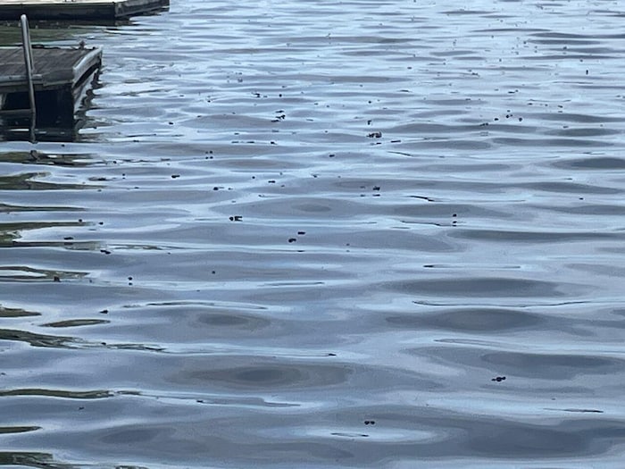 Des escargots en décomposition dans un lac.