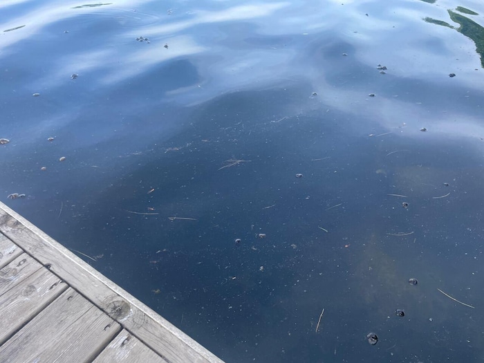 Des escargots en décomposition dans un lac.
