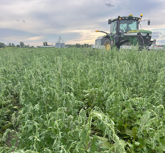 Des herbes fanées dans un champ agricole.