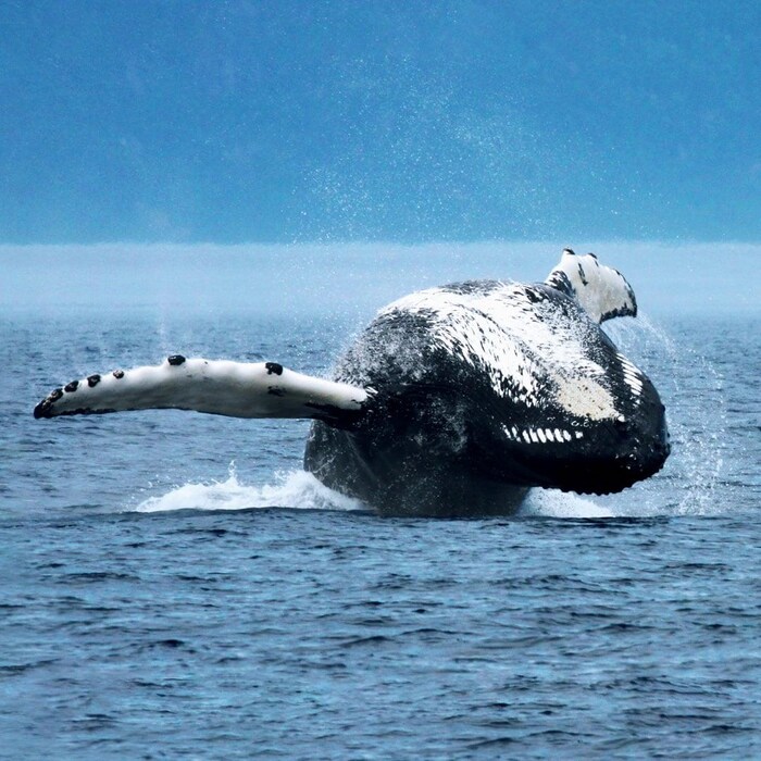 A whale breaching out of the water.