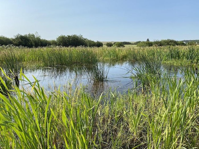 Un milieu humide entouré de végétation à Grande Prairie, en Alberta.
