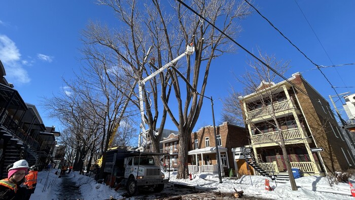 Un élagueur juché dans une nacelle découpe les branches d’un arbre. La photo a été prise en hiver dans un quartier résidentiel.