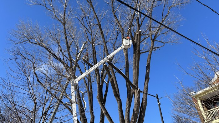 Un élagueur juché dans une nacelle découpe les branches d’un arbre.