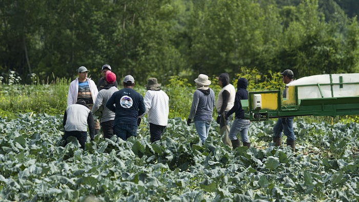 عمال أجانب مؤقتون يعملون في حقل زراعي في سان كونستان إلى الجنوب من مونتريال.