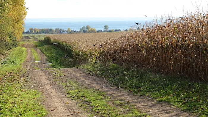 Un chemin borde un champ dans la Baie-des-Chaleurs.
