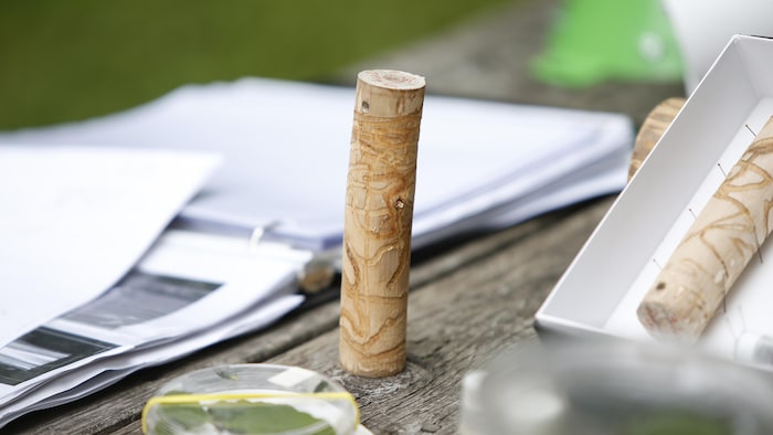 Une bûchette sur une table en bois