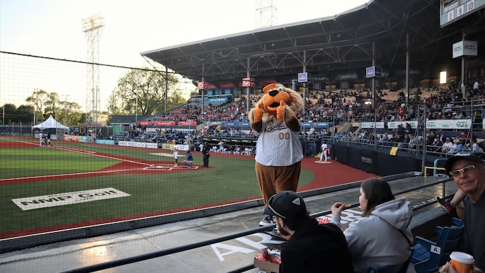 La mascotte des Capitales de Québec, Capi, anime la foule durant un match de baseball disputé au stade Canac.