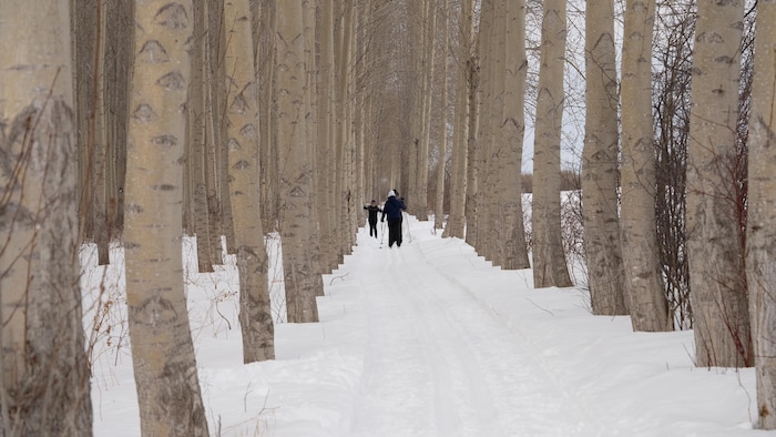 Entre des arbres, des skieurs se croisent dans les pistes de ski.