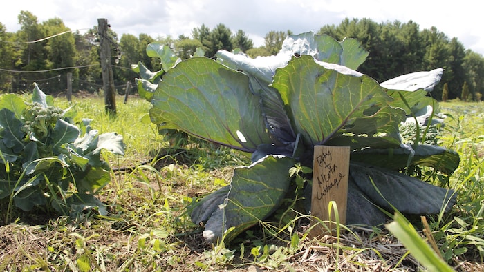 Gros plan sur un chou vert.