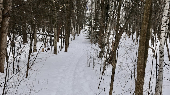 Des traces de pas dans la neige tracent un chemin entre les arbres.