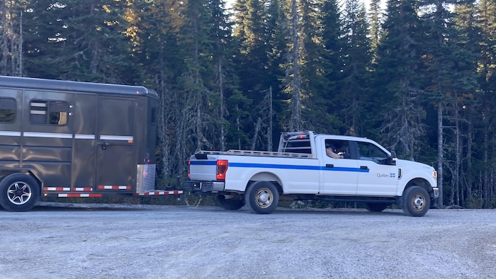 Une camionnette du ministère de la Faune à laquelle est attachée une remorque pour le transfert d'un caribou