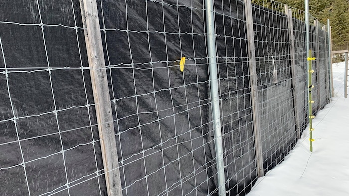 La clôture d'un segment de l'enclos dans Charlevoix.