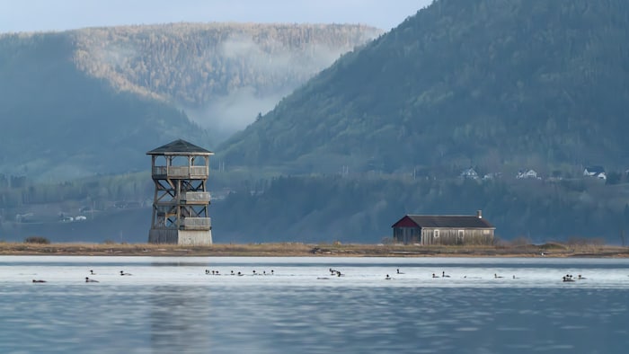 Des canards nagent sur un plan d'eau au pied de montagnes nuageuses. Entre les deux, il y a une tour d'observation. 