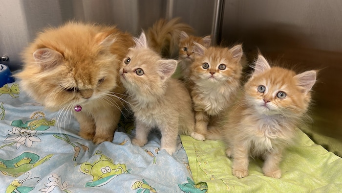 Une chatte rousse et ses quatre chatons de la même couleur. 