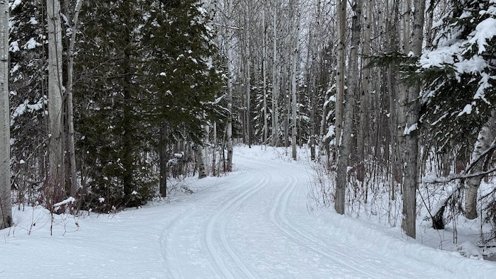 Des pistes de ski de fond dans un sentier de marche hivernal.
