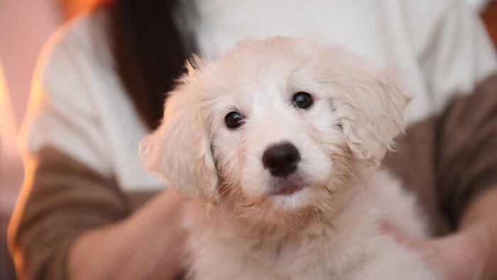Un chiot Goldendoodle.
