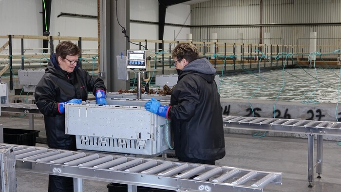Deux femmes travaillent sur un bac de homard.