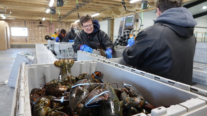 Des dames dans une usine de homard.