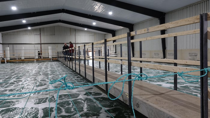 Des viviers de homard industriels avec une passerelle au-dessus.