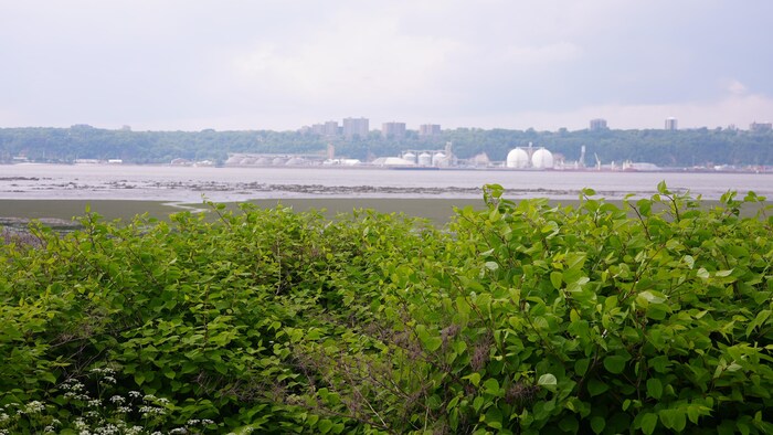 La rive nord du fleuve.