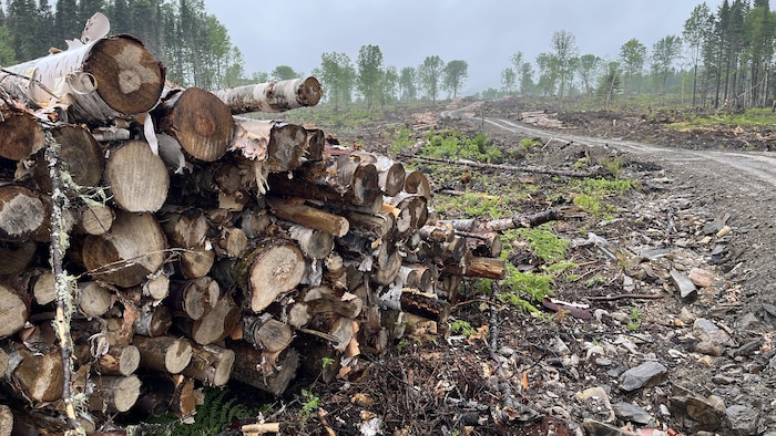 Une coupe forestière dans la ZEC du Bas-Saint-Laurent, un territoire public.